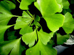 Ginkgo Biloba