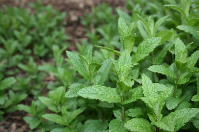 Spearmint, from the ditches of Grandpa's old farm( heirloom)