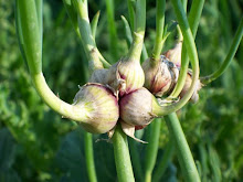 Egyptian Onion tops