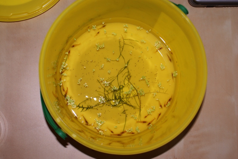 [Garnis_Eimer_2009-04-25.JPG]