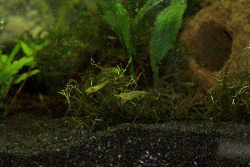 [2_Garnis_2009-04-26.JPG]