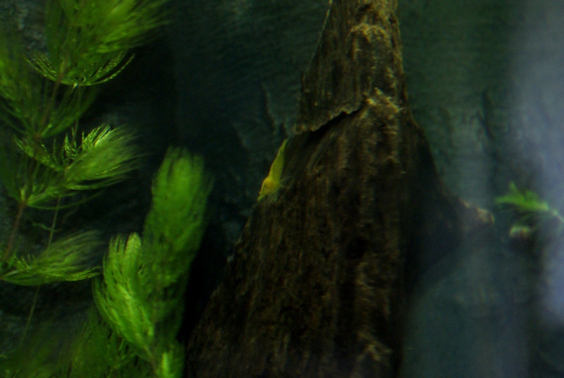 [Garni_Holz-2009-04-26.JPG]