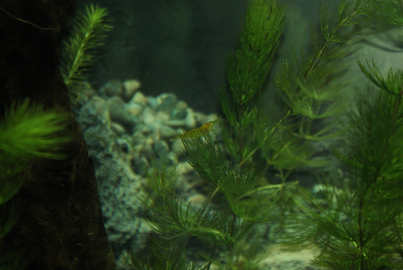 [Garni_2009-04-26.JPG]