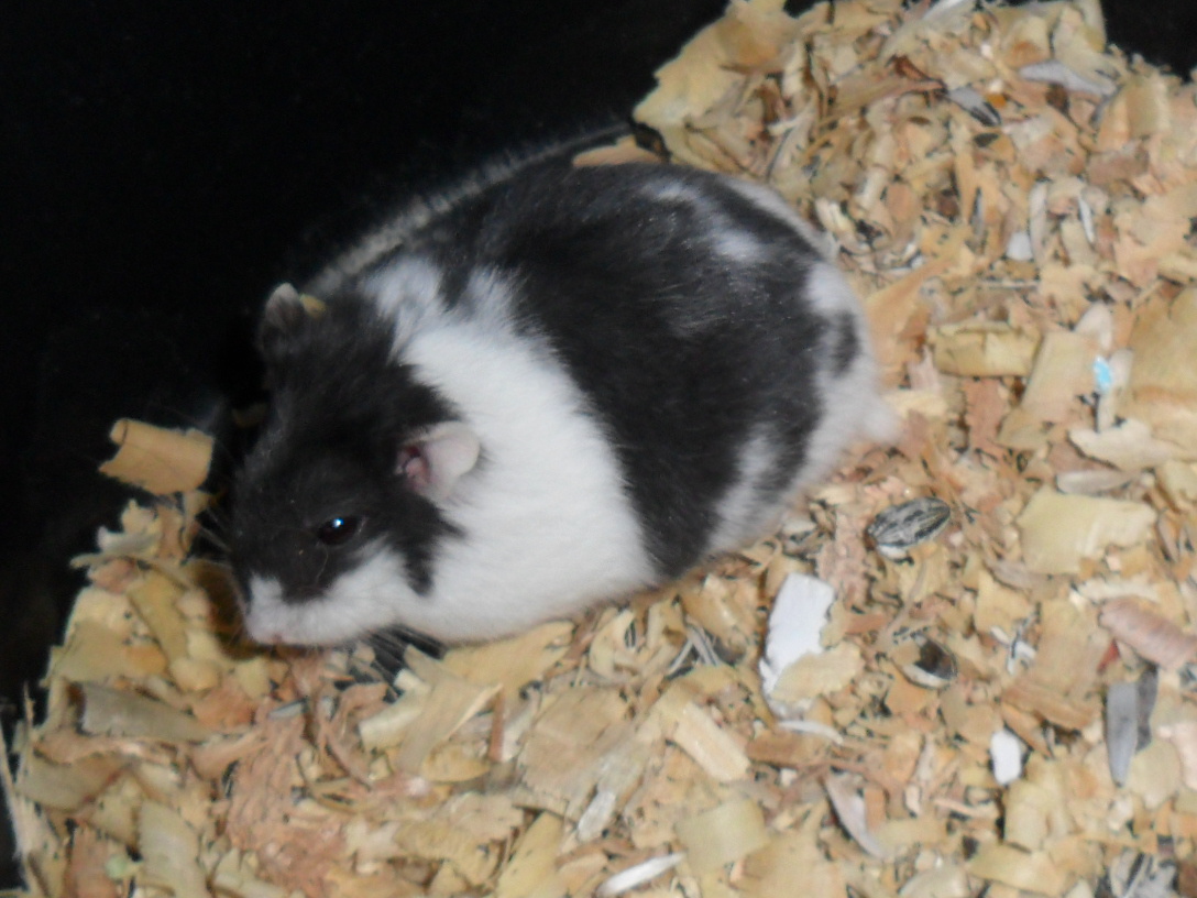 Genthonk Pet Shop: Hamster Campbell (Phodopus campbell