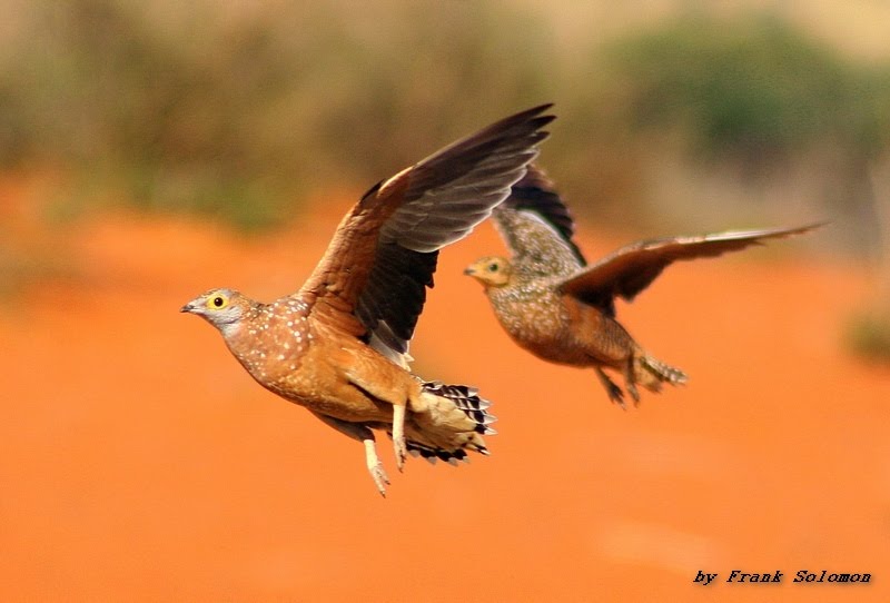 Sandgrouse