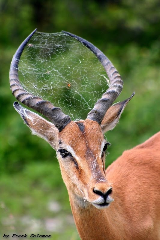 Impala