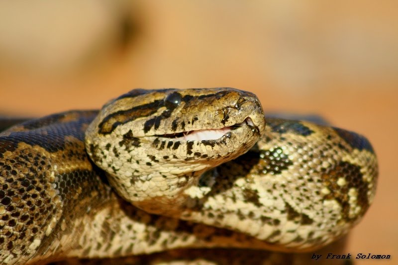African Rock Python