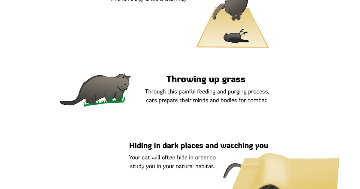 Kylie's Blog My cat is trying to kill me...