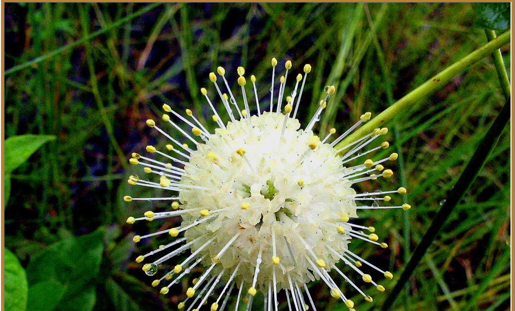 Ecographica Wetland Plant of the Week 3