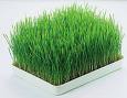 [wheatgrass.jpg]