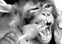 [monkeybrain.jpg]