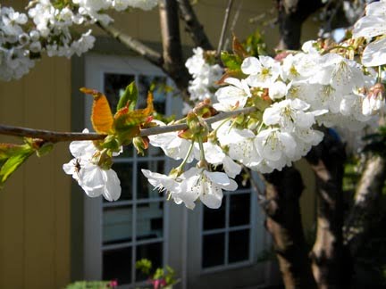 Bing Cherry Blossom