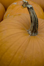 [pumpkin]