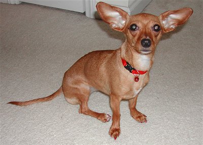 Black Chiweenie