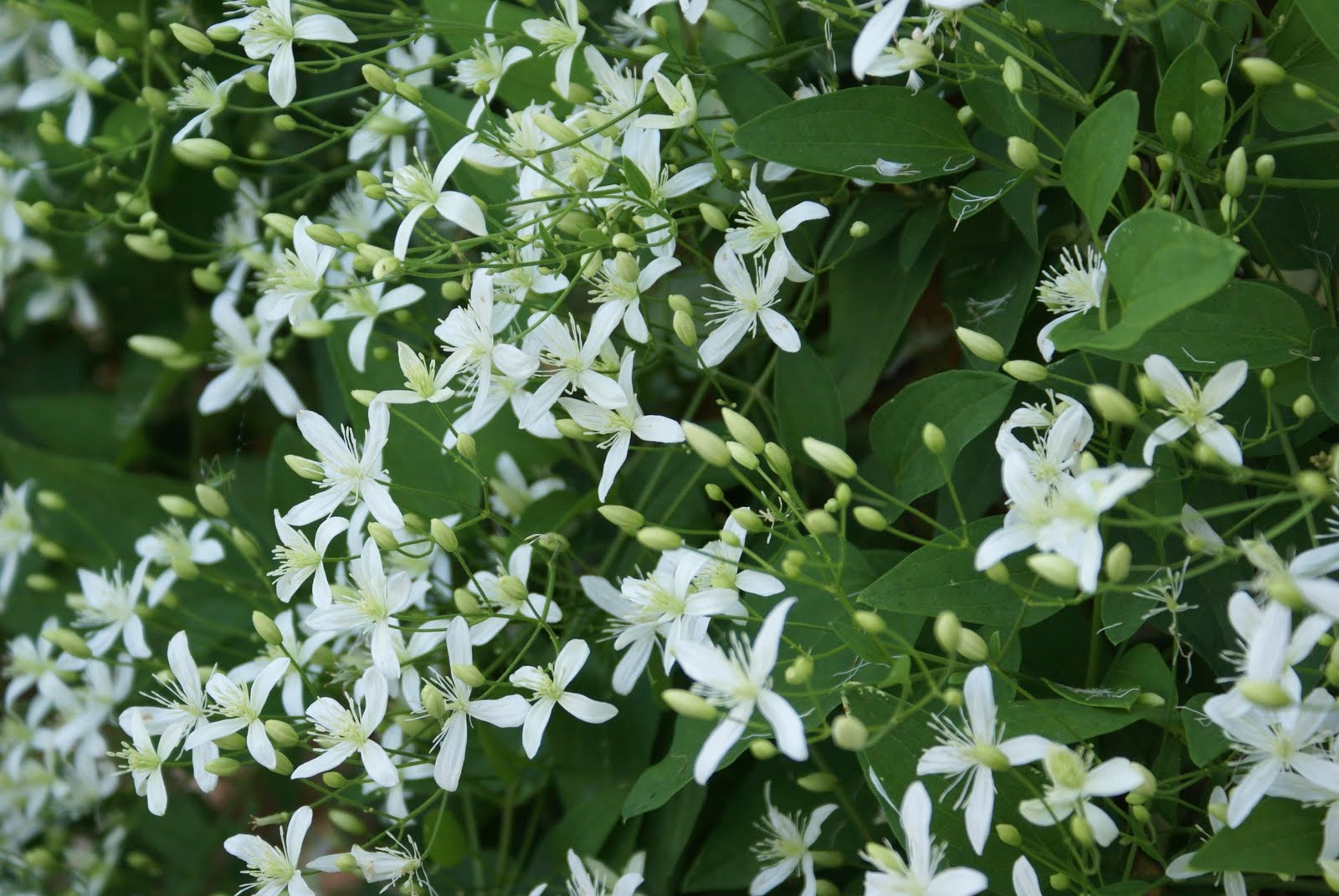 CH in NB Clematis Paniculata