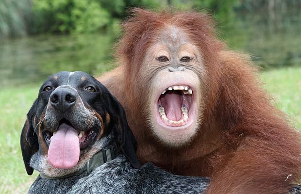 Orangutan And Dog