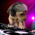 Doggy DJ