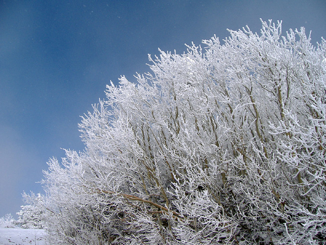 [Snow+trees+against+the+sky.jpg]