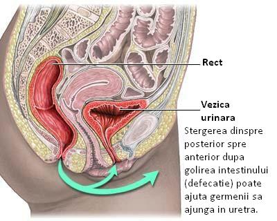 Vezica Urinara