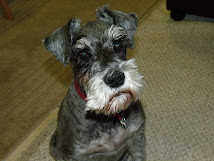 Annie the Schnauzer