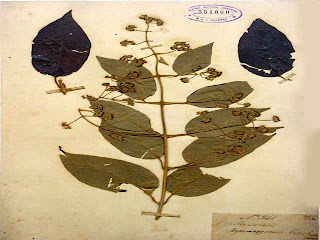 anak EMPAD: HERBARIUM