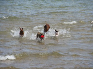 Swimming Back