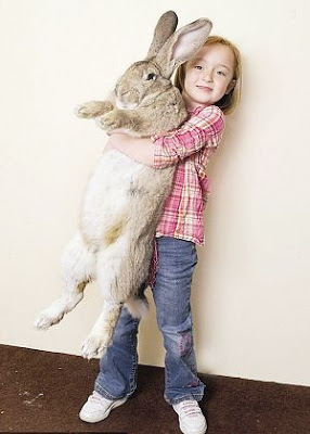 世界最大兔子(巨兔) 身長1.3米