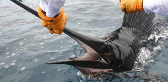 Tag And Release Marlin