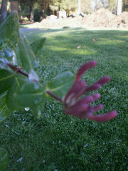 flor   en  Arroyitos