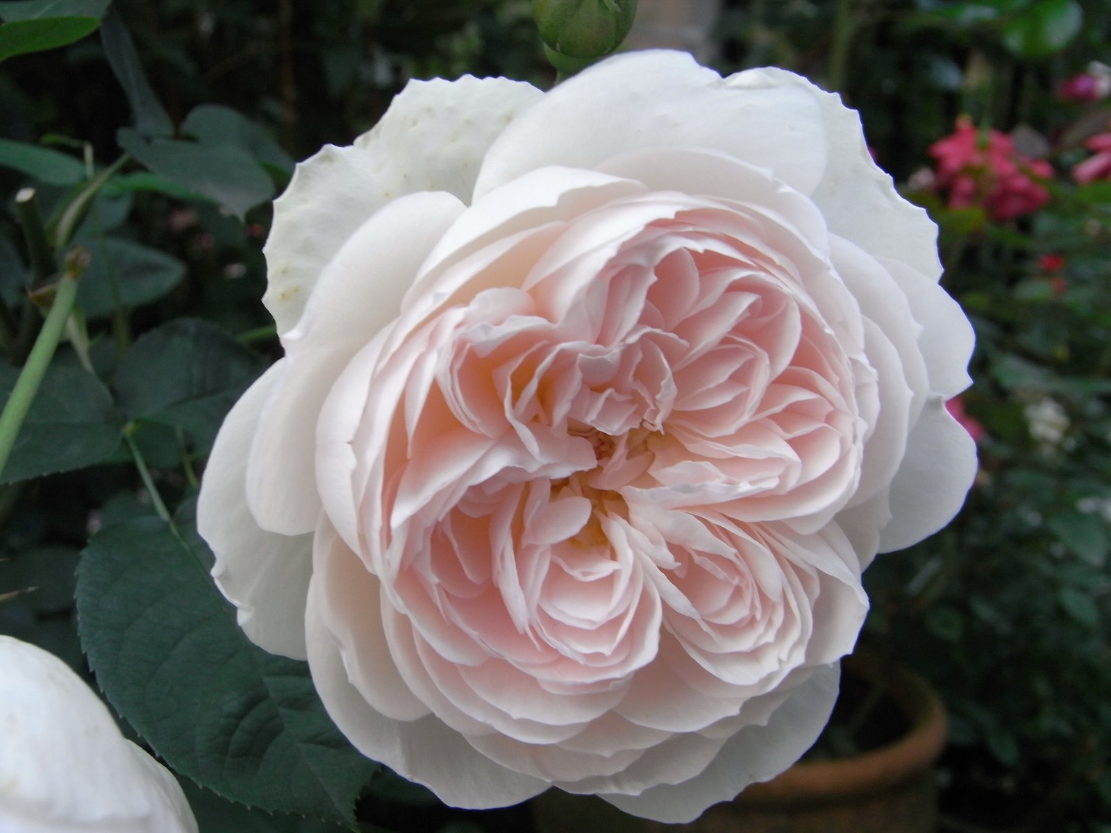 薔薇色の研究室 白いよ ジェントル ハーマイオニー