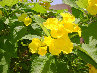 Tecoma Gaudichaudi