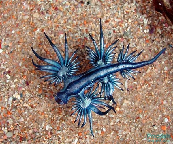 blue sea slug. lue sea slug and lue
