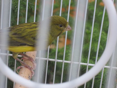 Beternak Kenari Dilema Kenari Warna Hijau