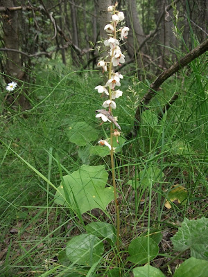 rencontre ours pyrénées