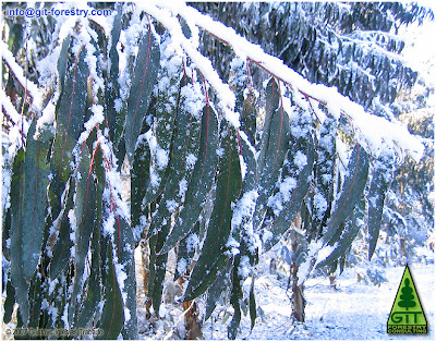 Snow in a 10 year old cold hardy Eucalyptus nitens cultivated forest at 800 m above sea level in Galicia (Northwestern Spain)/ Nieve en bosque cultivado de Eucalipto nitens (Eucalipto de las heladas, Eucalipto brillante) a 800 metros de altitud en Galicia (Noroeste de España) / GIT Forestry Consulting, Consultoría y Servicios de Ingeniería Agroforestal, Lugo, Galicia, España, Spain / Eucalyptologics, information resources on Eucalyptus cultivation around the world / Eucalyptologics, recursos de informacion sobre el cultivo del eucalipto en el mundo