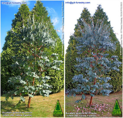 Spinning Gum, Eucalyptus perrininana flowering in Galicia, cold hardy ornamental eucalypt for cold temperate gardens / Eucalipto giratorio en floracion en Galicia, eucalipto resistente a las heladas para jardines atlanticos / Gustavo Iglesias Trabado / GIT Forestry Consulting, Consultoría y Servicios de Ingeniería Agroforestal, Lugo, Galicia, España, Spain / Eucalyptologics: Information Resources on Eucalyptus Cultivation Worldwide / Eucaliptologics: Recursos de Informacion sobre el Cultivo del Eucalipto en el Mundo