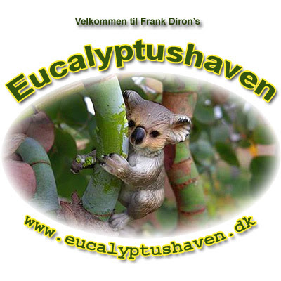 www.Eucalyptushaven.dk / Frank Diron / Fanoe / Jutland / Spinning Gum, Eucalyptus perrininana flowering in Denmark, cold hardy ornamental eucalypt for cold temperate gardens / Eucalipto giratorio en floracion en Dinamarca, eucalipto resistente a las heladas para jardines atlanticos / Gustavo Iglesias Trabado, Roberto Carballeira Tenreiro, Javier Folgueira Lozano y Asociados / GIT Forestry Consulting SL, Consultoría y Servicios de Ingeniería Agroforestal, Lugo, Galicia, España, Spain / Eucalyptologics, information resources on Eucalyptus cultivation around the world / Eucalyptologics, recursos de informacion sobre el cultivo del eucalipto en el mundo