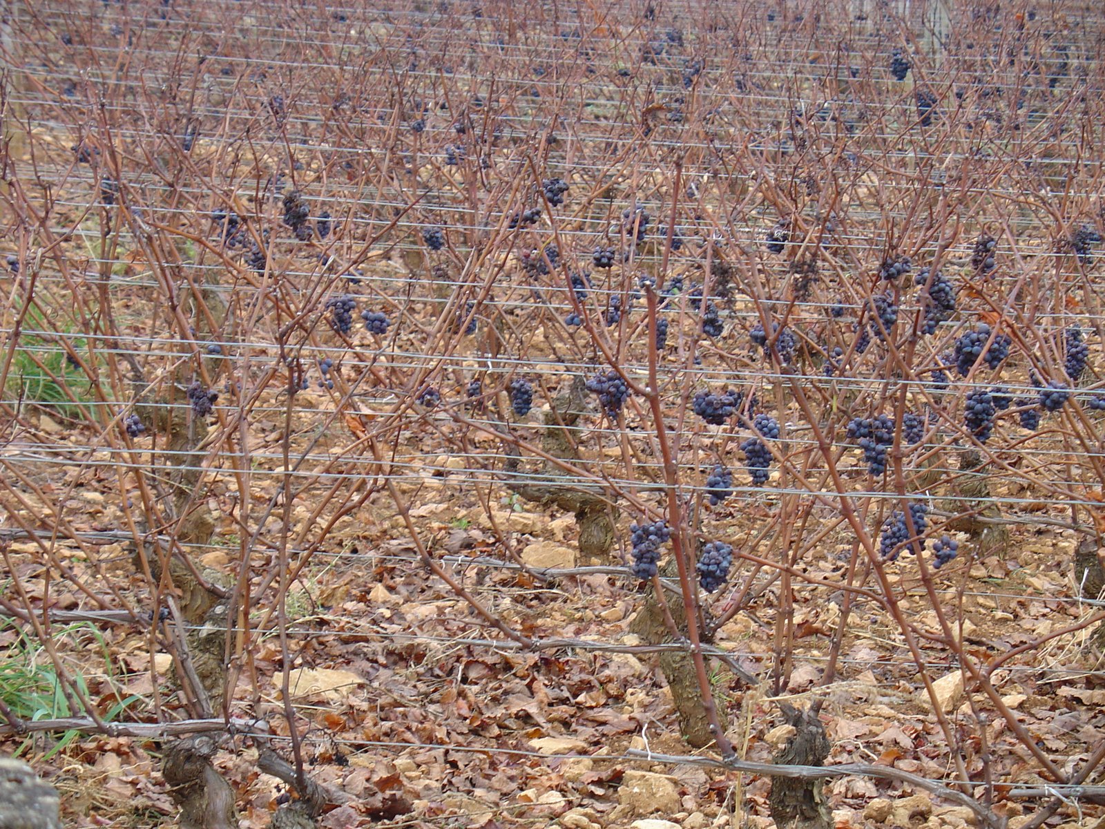 [Grapes+on+vines.jpg]