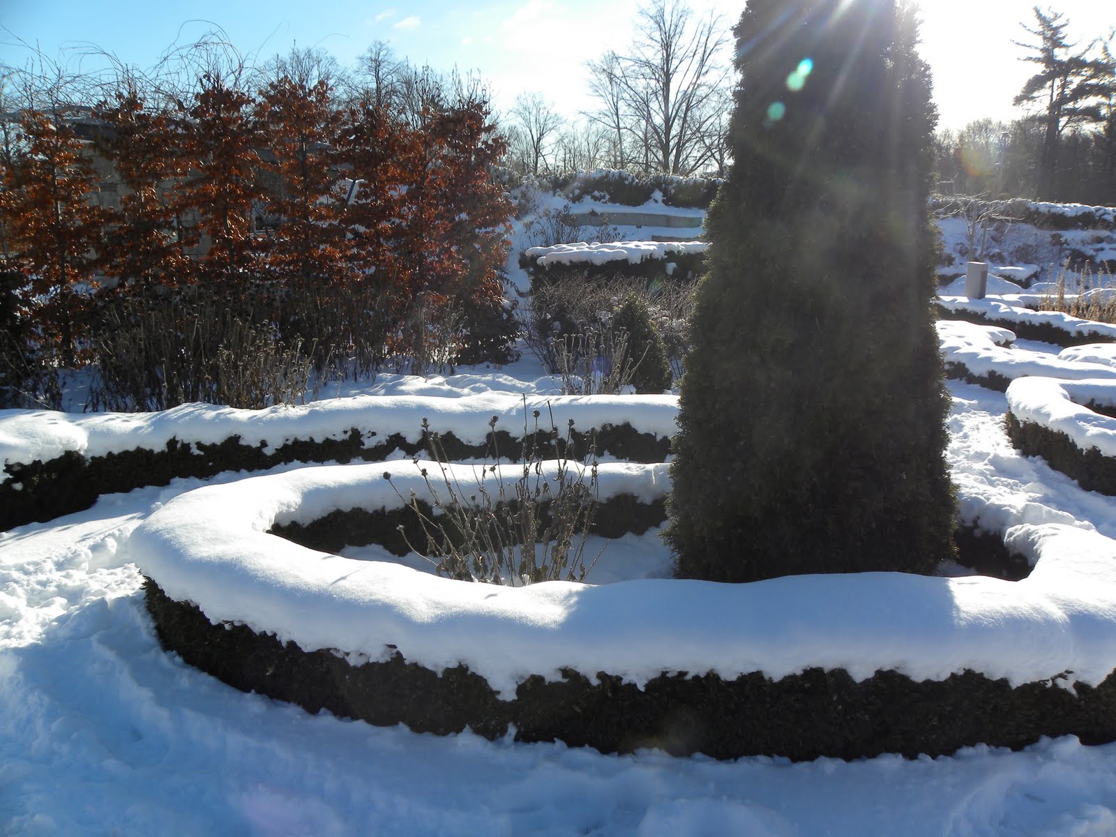 What S In Bloom Jan 10 17 2011