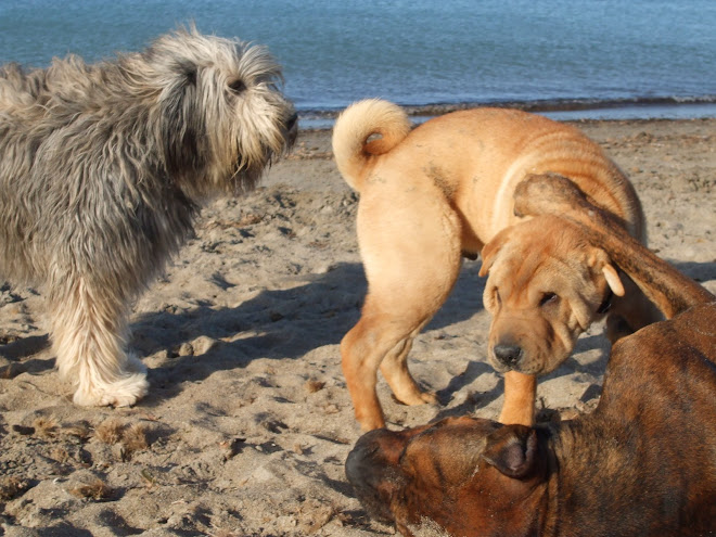 Duna, Kimbo y Gorka en la playa