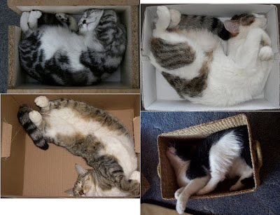 Los+gatos+y+las+cajas.jpg
