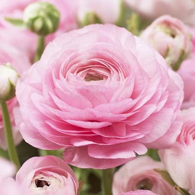 [rosa+ranunkel.jpeg]