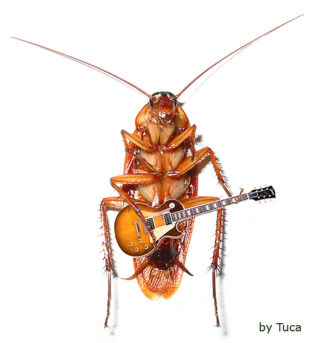 [roachguitar.jpg]