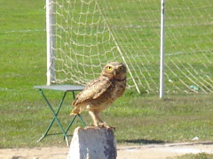 A beleza do Estádio em Sinop-MT.