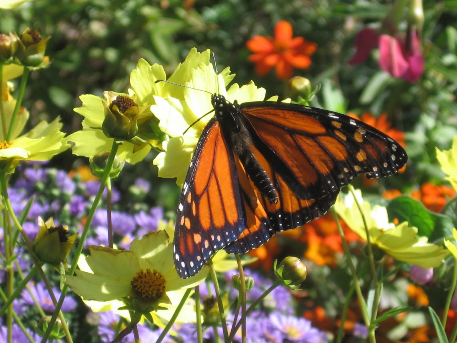pen & paints Butterfly Festival at Lake Katherine