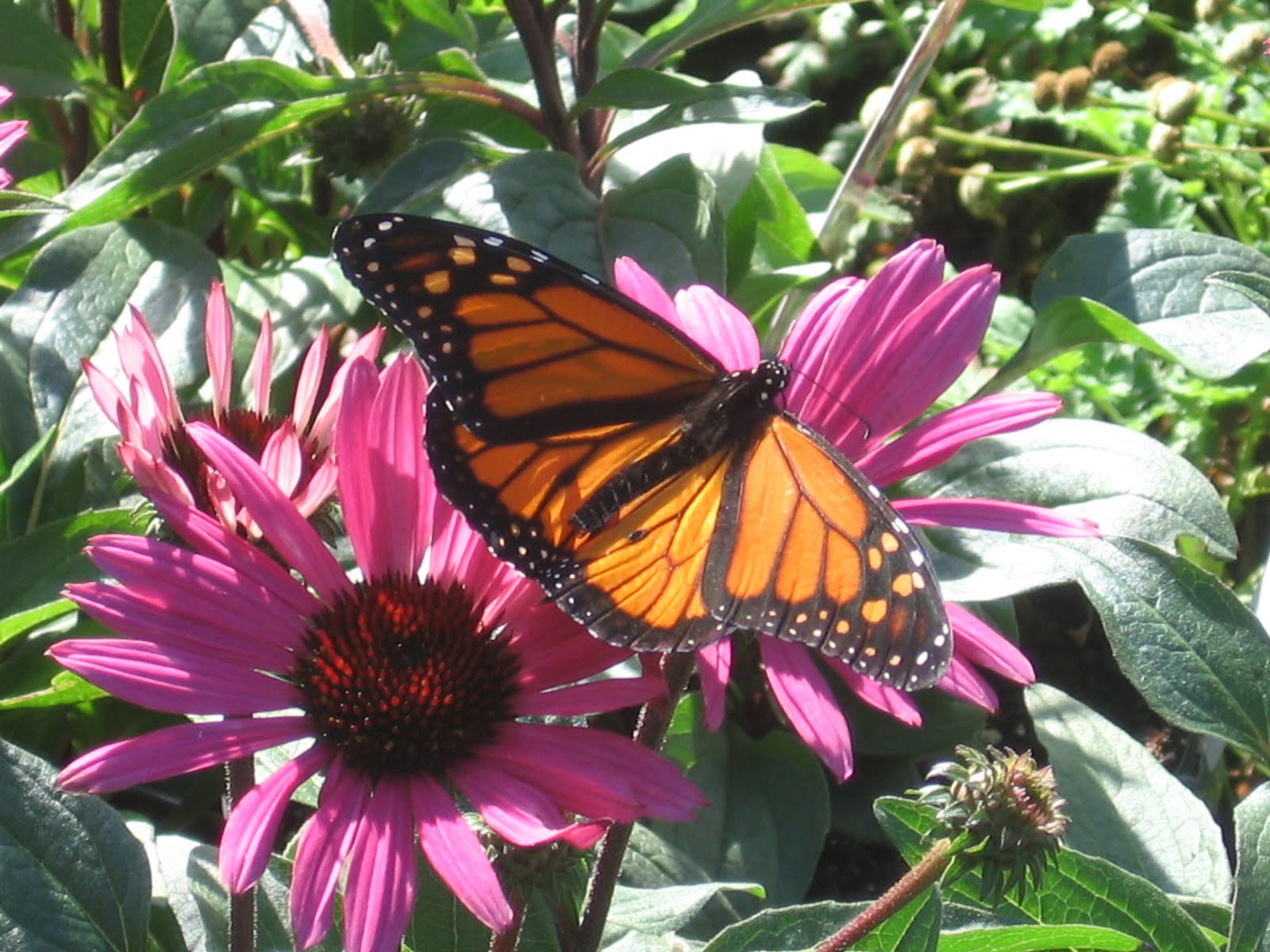 pen & paints Butterfly Festival at Lake Katherine