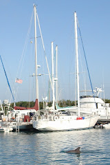 Dolphin at Boca Chica Marina