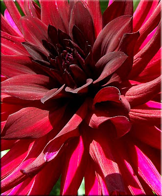 Red Cactus Dahlia Image