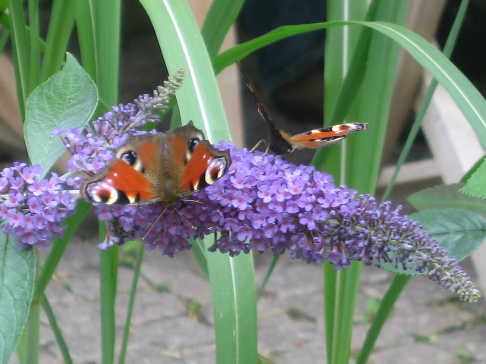 [Die+Schmetterling.jpg]
