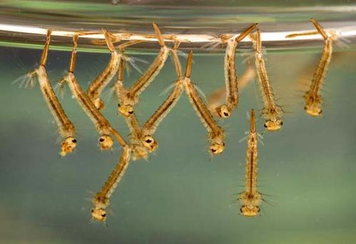 [culex-larvae.jpg]